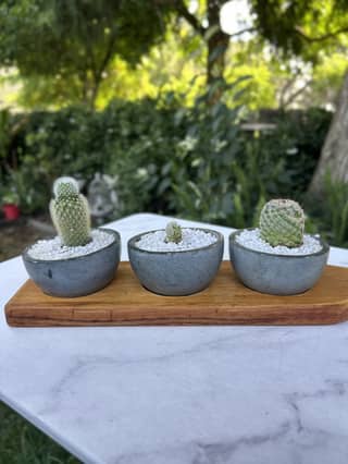 Desert Tasting Board - Mini Cactus Trio -03
